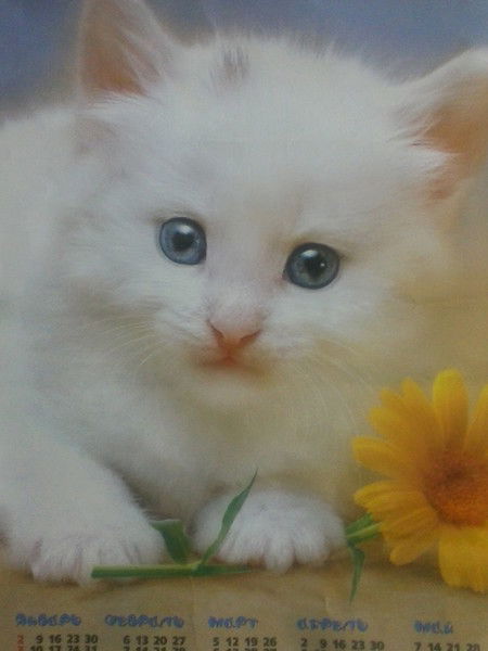 Ирина Колосова