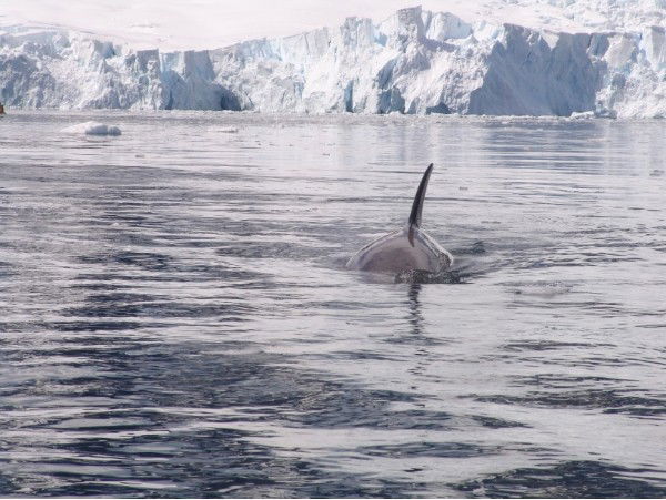 Александр )))))