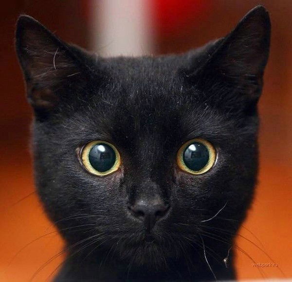 Аделина Смирнова