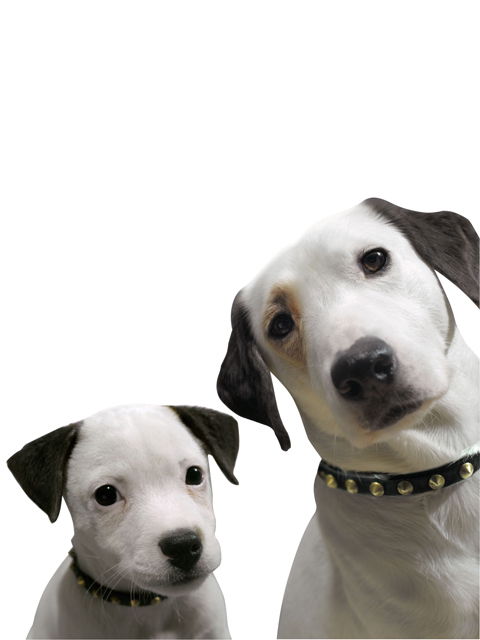 Светлана Ромашка