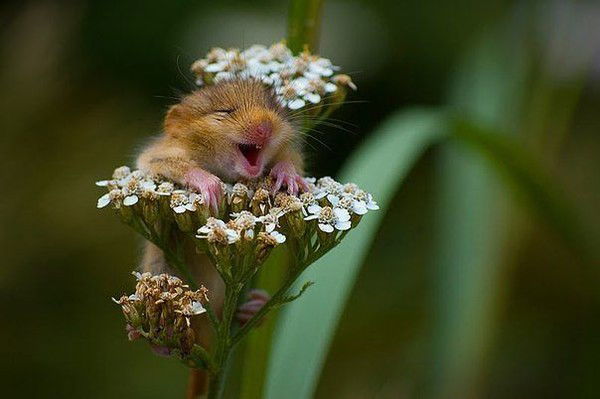 Николай Лаппо