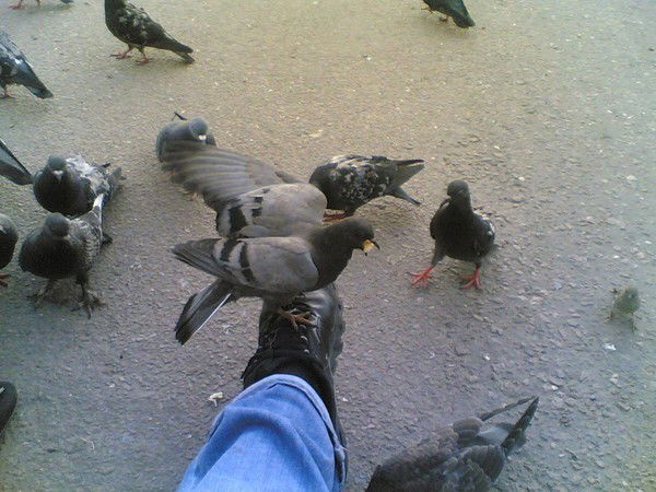 Александр Мелкозеров