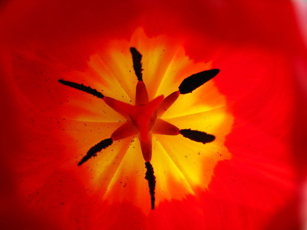 Галина Воюш