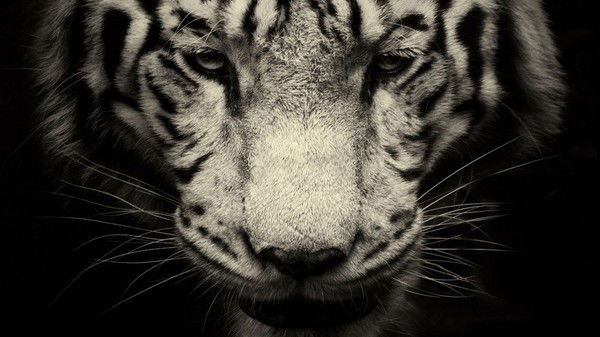 Человек Чудный