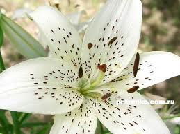 Бородай Елена