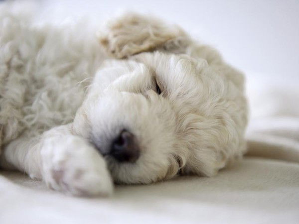 Светлана Демчук