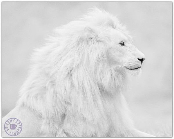 Алеся Чупрова