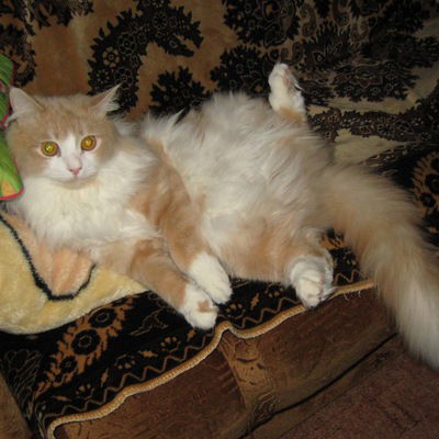 Кирилл Радостев