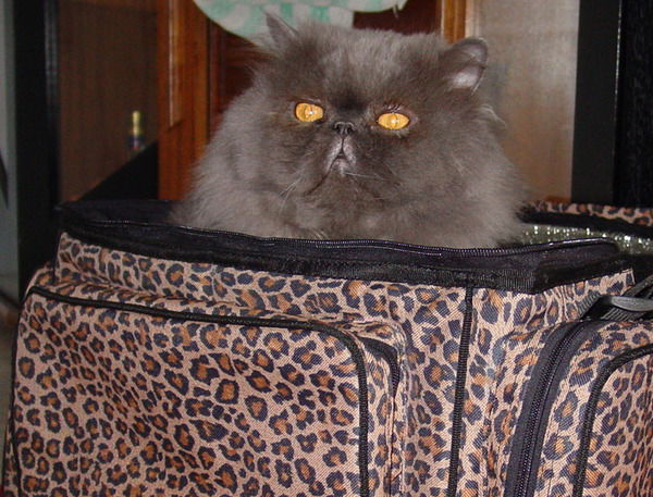 Сауле Шарипова