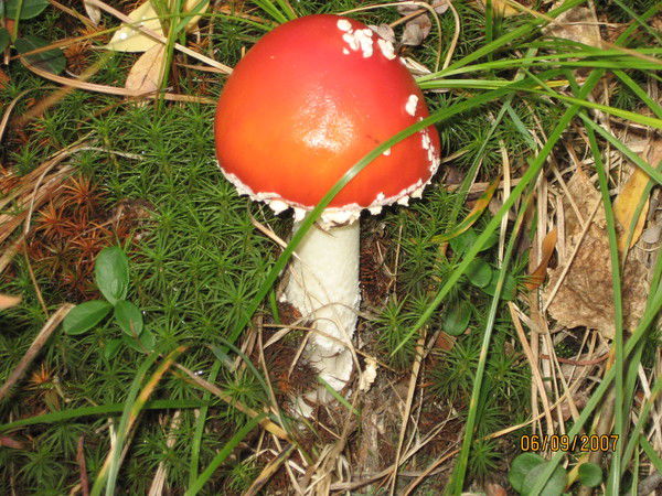 Татьяна Тихонова