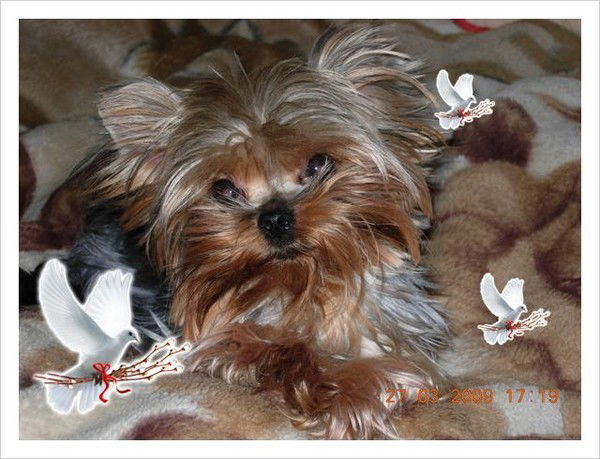 Светлана Совета