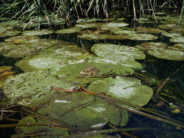 Соня Тузова