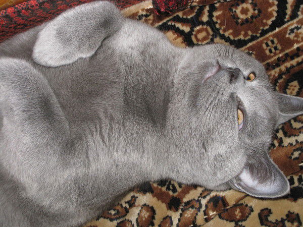 Светлана Мурашова