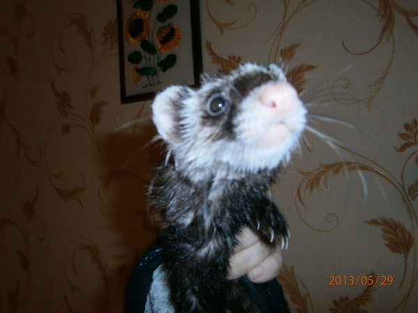 Мария Самойлова