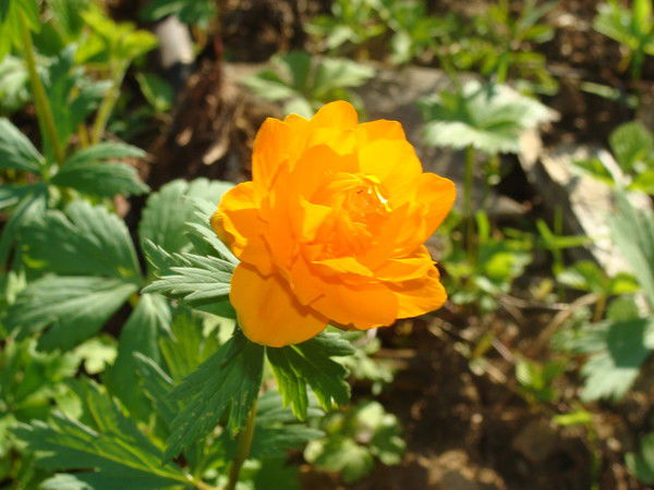 Анастасия Сливинская