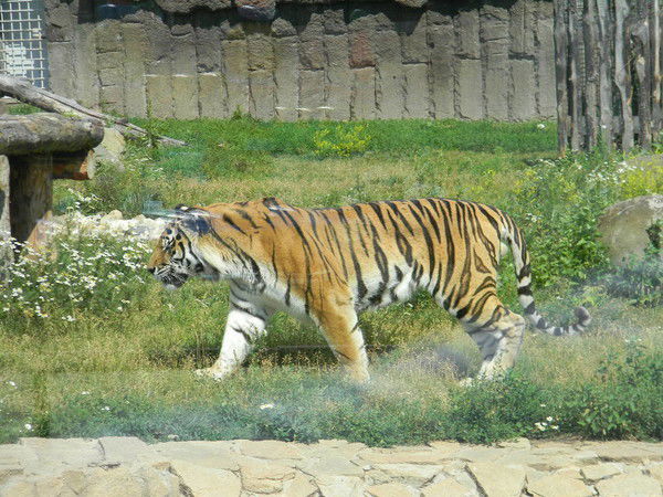 Светлана Гордеева