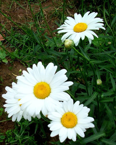 Айгуль Джасыбаева