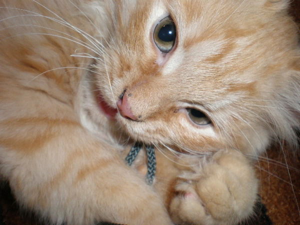 Виктор Шевченко