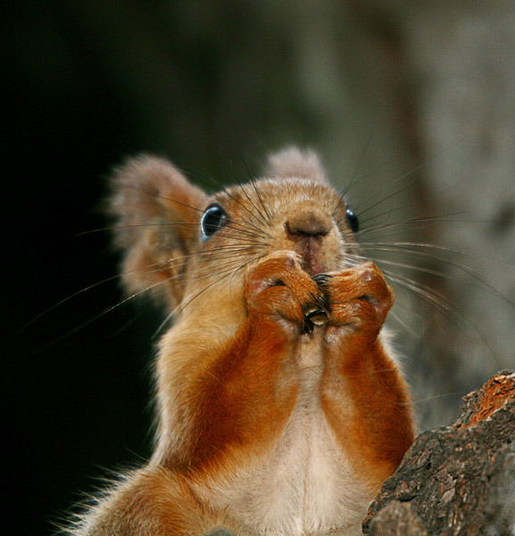 Алена Минченко