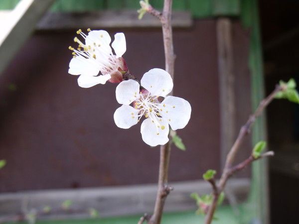 Елена Корнеева