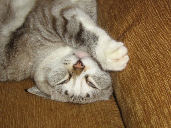 Андрей Хохлов