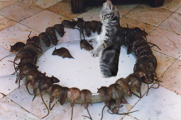 Рамиль Габдулин