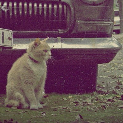 Родион Санников