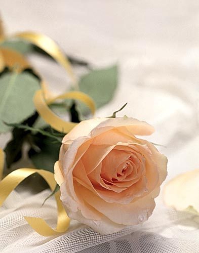 Екатерина Литвинова