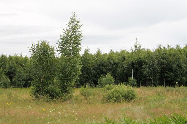 Радик Гареев