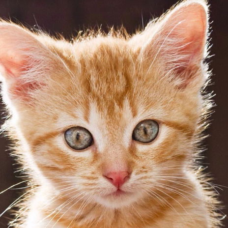 Даша Кизима