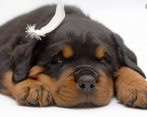 Иван Млявый