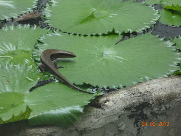 Татьяна Браташова