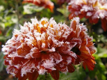 Вген Кривенда