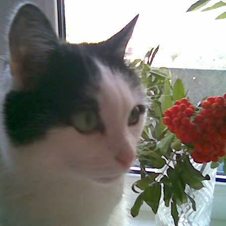 Валентина Шамина