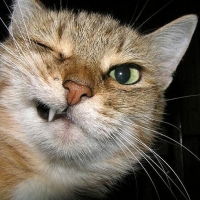 Наташа Сычёва