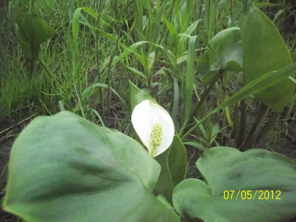 Светлана Логинова