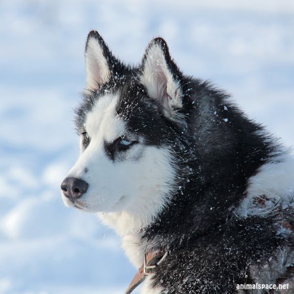 Костя Игнатин