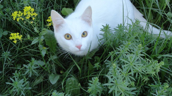 Екатерина Черевичкосеменова