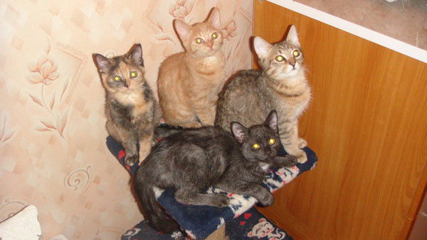 Алла Гужавина