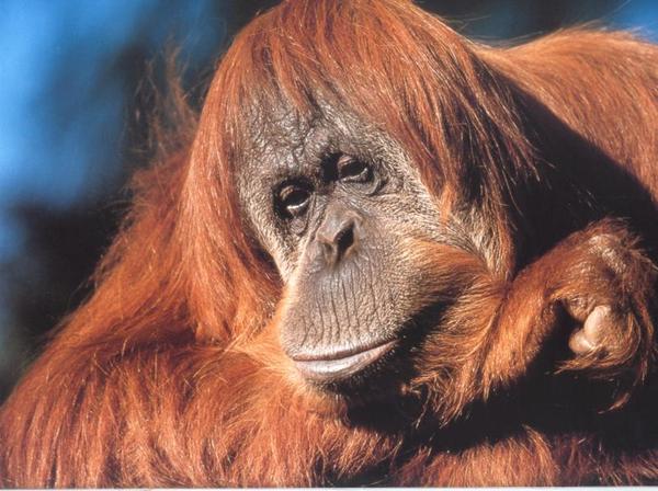 Дмитрий Львович