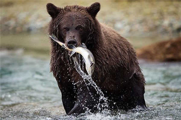 Николай Тюленев