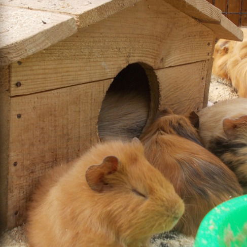 Кот Котофей