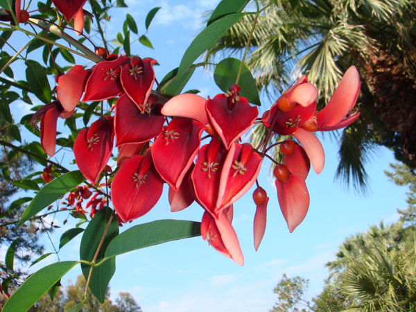 Надежда Боровинская