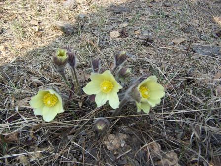 Эльвира Николаева