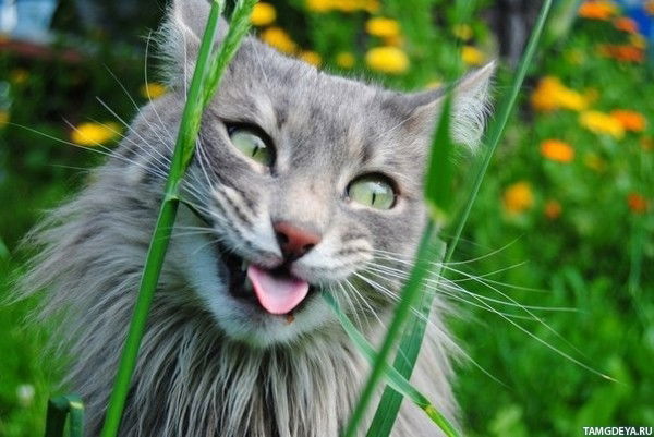 Ирина Калинина