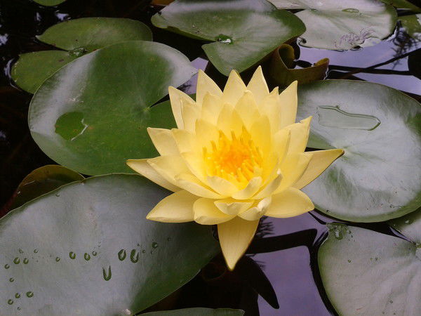 Валентина Магакова