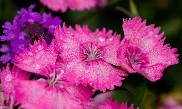 Алиса Александрова