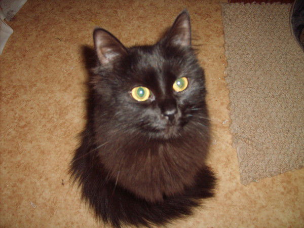 Елена Алексеева