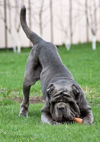 Петросян Лариса