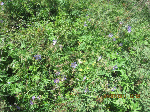 Наталия Стюф